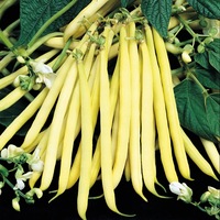 Graines potagères HARICOT NAIN MANGETOUT BIO VALDOR - Graineterie A. DUCRETTET