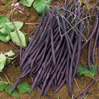 Graines potagères HARICOT A RAMES MANGETOUT BLAUHILDE (Phaseolus vulgaris) - Graineterie A. DUCRETTET