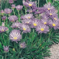  ASTER ASTER-ALPINUS (Aster alpinus)-bleu (Goliath) - Graineterie A. DUCRETTET