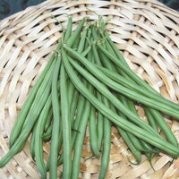  HARICOT NAIN MANGETOUT HARICOT NAIN MANGETOUT-DAVIS (Phaseolus vulgaris)-Graines biologique certifiées - Graineterie A. DUCRETTET