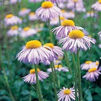 Graines de fleurs ASTER ETOILE DE WARTBURG (Aster tongolensis) - Graineterie A. DUCRETTET