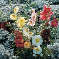 Graines de fleurs Vivaces - ALCEA ou ROSE-TREMIERE - Graineterie A. DUCRETTET