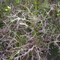 Graines potagères MOUTARDE DE CHINE PURPLE FRILLS (Brassica rapa juncea) - Graineterie A. DUCRETTET