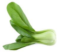  CHOU CHINOIS PAK CHOI CHOU CHINOIS PAK CHOI-GOKU F1 (Brassica campestris)-Graines non traitées - Graineterie A. DUCRETTET