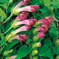 Graines de fleurs ASARINA DRAGON ROUGE (Asarina wislizensis) - Graineterie A. DUCRETTET