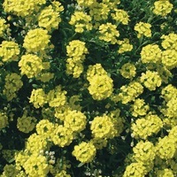 Graines de fleurs ALYSSE MOUNTAIN GOLD (Alyssum montanum) - Graineterie A. DUCRETTET