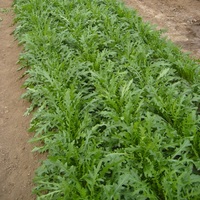 Potagères pour plants - ROQUETTE - Graineterie A. DUCRETTET