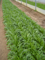 Graines potagères ROQUETTE VERDON (Diplotaxis erucoïdes) - Graineterie A. DUCRETTET