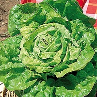  LAITUE POMMEE - plein champ LAITUE POMMEE - plein champ-MERVEILLE D'HIVER (Lactuca sativa)-Graines enrobées non traitées - Graineterie A. DUCRETTET