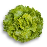  LAITUE BATAVIA - plein champ LAITUE BATAVIA - plein champ-DECISION (Lactuca sativa)-Graines enrobées non traitées - Graineterie A. DUCRETTET