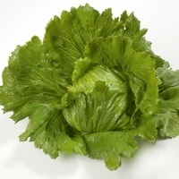 Graines potagères LAITUE ICEBERG - plein champ ARGENTINAS - Graineterie A. DUCRETTET