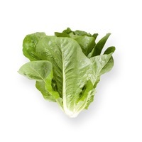 Graines potagères LAITUE ROMAINE - plein champ TOTANA (Lactuca sativa) - Graineterie A. DUCRETTET