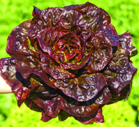 Graines potagères LAITUE GRASSE - plein champ RIVALE (Lactuca sativa) - Graineterie A. DUCRETTET