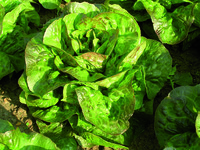 Graines potagères LAITUE GRASSE - plein champ ESCALE (Lactuca sativa) - Graineterie A. DUCRETTET