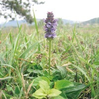 Graines de fleurs AJUGA REPTANS Ajuga reptens (Ajuga reptens) - Graineterie A. DUCRETTET