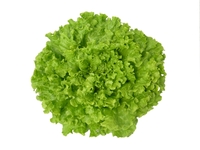  LAITUE ABRI TOUS TYPES LAITUE ABRI TOUS TYPES-NOLANIE (Lactuca sativa)-Graines enrobées non traitées - Graineterie A. DUCRETTET