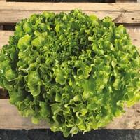 Graines potagères LAITUE ABRI TOUS TYPES FEREGA (Lactuca sativa) - Graineterie A. DUCRETTET