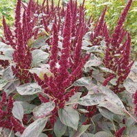  AMARANTHE AMARANTHE-PYGMY TORCH (Amaranthus hypocondriacus)-écarlate - Graineterie A. DUCRETTET