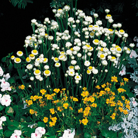  AMMOBIUM AMMOBIUM-ALATUM GRANDIFLORUM (Ammobium alatum)-blanc à centre jaune - Graineterie A. DUCRETTET