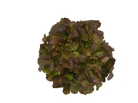 Graines potagères LAITUE F. DE CHENE - plein champ BIO CAMELAI - Graineterie A. DUCRETTET