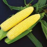 Graines potagères MAÏS DOUX VISION F1 (Zea mays) - Graineterie A. DUCRETTET
