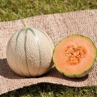 Graines potagères MELON BIO JENGA F1 - Graineterie A. DUCRETTET