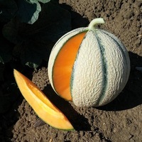 Graines potagères MELON BIO ETIKA F1 - Graineterie A. DUCRETTET