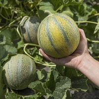  MELON MELON-GRISELET F1 (Cucumis melo)-Graines non traitées - Graineterie A. DUCRETTET