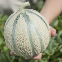 Graines potagères MELON TONGA F1 (Cucumis melo) - Graineterie A. DUCRETTET