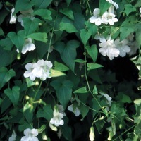 Graines de fleurs ASARINA ANGEL (Asarina scandens) - Graineterie A. DUCRETTET
