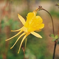  ANCOLIE ANCOLIE-YELLOW QUEEN (Aquilegia chrysantha)-jaune d'or - Graineterie A. DUCRETTET