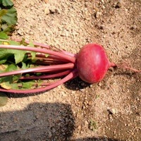 Graines potagères NAVET COLLIE F1 (WS 246) (Brassica rapa subsp. rapa) - Graineterie A. DUCRETTET