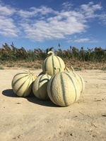 Graines potagères MELON FUNAMBUL F1 (Cucumis melo) - Graineterie A. DUCRETTET