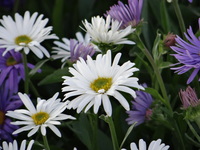  ASTER ASTER-ALPINUS (Aster alpinus)-blanc - Graineterie A. DUCRETTET