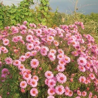  ASTER ASTER-ASTER D'ETE (Aster amellus)-RUDOLF GOETHE (bleu lavande) - Graineterie A. DUCRETTET