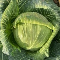 Graines potagères CHOU CABUS SEPTDOR F1 (Brassica oleracea capitata alba) - Graineterie A. DUCRETTET