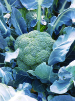 Graines potagères CHOU BROCOLI TIRRENO F1 (Brassica oleracera botrytis cymosa) - Graineterie A. DUCRETTET