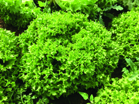 Graines potagères LAITUE LOLLO - plein champ BIO LABIBA - Graineterie A. DUCRETTET