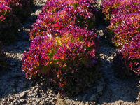 Graines potagères LAITUE LOLLO - plein champ THEA (Lactuca sativa) - Graineterie A. DUCRETTET