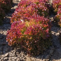  LAITUE LOLLO - plein champ LAITUE LOLLO - plein champ-THEA (Lactuca sativa)-Graines enrobées non traitées - Graineterie A. DUCRETTET
