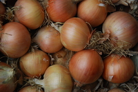 Graines potagères OIGNON BIO RIJNSBURGER 5 RACE BINGO - Graineterie A. DUCRETTET