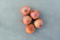 Graines potagères OIGNON RESTORA F1 (Allium cepa) - Graineterie A. DUCRETTET