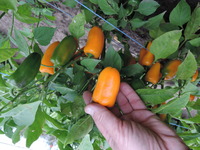 Graines potagères POIVRON SNACKING MINI BIO HAMIK F1 - Graineterie A. DUCRETTET