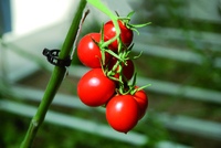 Graines potagères TOMATE COCKTAIL LORETO F1 (Solanum lycopersicum) - Graineterie A. DUCRETTET