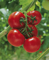 Graines potagères TOMATE RONDE BIO SPARTA F1 - Graineterie A. DUCRETTET