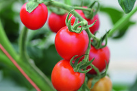 Graines potagères TOMATE COCKTAIL BIO MOUNTAIN MAGIC F1 - Graineterie A. DUCRETTET