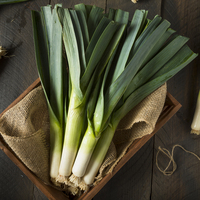  POIREAU POIREAU-Bl. Winter FANTIC (Allium porrum)-Graines biologiques certifiées - Graineterie A. DUCRETTET