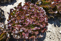 Graines potagères LAITUE F. DE CHENE - plein champ RENARDE (Lactuca sativa) - Graineterie A. DUCRETTET