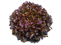 Graines potagères LAITUE F. DE CHENE - plein champ BIO ALONIX - Graineterie A. DUCRETTET