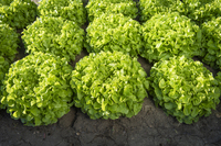 Graines potagères LAITUE F. DE CHENE - plein champ BRIDENICE (Lactuca sativa) - Graineterie A. DUCRETTET